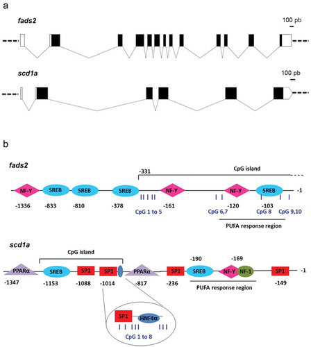 Figure 1. Gene organization (a) and TFBS and CpG islands (b) in promoters of fads2 and scd1a genes of the gilthead sea bream. Boxes in (A) represent exons and connecting lines represent introns. Open boxes mean non-coding regions, black boxes mean coding regions. In (B), numbers indicate position relative to TSS (+1), assumed to be the first base of first exon. Examined CpG positions for cytosine methylation by pyrosequencing are indicated as blue vertical bars and numbered from 1 to 10 for fads2, and from 1 to 8 for scd1a.