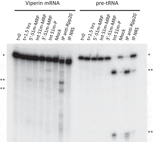 Figure 2. Ribonuclease activity of S1m-MRP and S1m-P complexes. A radiolabeled viperin mRNA fragment and pre-tRNA were incubated for 1.5 hrs with purified S1m-MRP and S1m-P complexes as indicated. The input material and the substrate incubated for 1.5 hrs in the absence of purified material are indicated by t = 0 and t = 1.5 hrs, respectively. Mock refers to the incubation of the substrates with material isolated from a cell lysate of untransfected cells using the same procedure as for the lysates from S1m-RNA expressing cells. Immunoprecipitated material (IP, with an antibody to Rpp20) was used as a control for affinity-purified RNase MRP and RNase P. NRS: normal rabbit serum. * and ** mark the positions of the substrate RNAs and their major cleavage products, respectively.