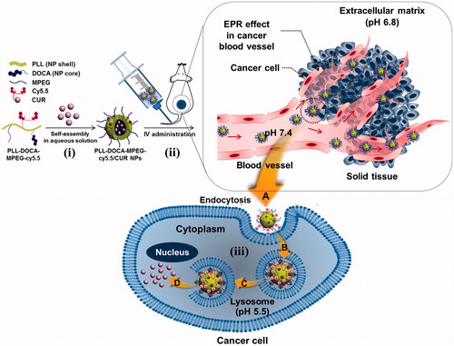 Figure 1. Schematic illustration of the endocytosis of PLL-DOCA-MPEG-cy5.5/CUR NPs into cancer cells and mechanism of the NPs on the apoptosis of the cells.