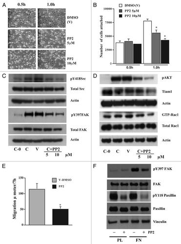 Figure 6 Src activity is required for cell adhesion and migration. IEC-6 cells were grown to confluence for 3 days and serum starved for 24 h. Cells were trypsinized, counted, and conditioned in medium with 5% dialyzed FBS for 30 min at room temperature before plating on fibronectin-coated plates. One aliquot of cells was taken at 0 h (C-0). Conditioned cells were plated in the presence of 5 or 10 µM PP 2 or DMSO (vehicle). (A) Images were captured at 0.5 and 1.0 h. (B) The cells were washed gently and attached cells were trypsinized and counted using the coulter counter. Values are mean ± SEM of triplicates. *Significantly different compared to vehicle (V) DMSO (p < 0.05). (C) Cells were lysed after 4 h and 20 µg protein was used for western blot analysis of pY418 Src, total Src, pY397FAK and total FAK. (D) Western blots for pAKT, Tiam1, GTP-Rac1, and total Rac1. Actin was used as loading control. (E) Migration studies carried out as described in methods with or without PP 2 (10 µM). Values are mean ± SEM of triplicates. *Significantly different compared to vehicle (V) DMSO (p < 0.05). (F) IEC-6 cells plated on plastic and fibronectin-coated plates with or without PP 2 (10 µM) for 4 h were lysed and 20 µg protein was analyzed by western blotting for pY397FAK, pY118Paxillin, and vinculin using specific antibodies. Representative blots from three observations are shown.