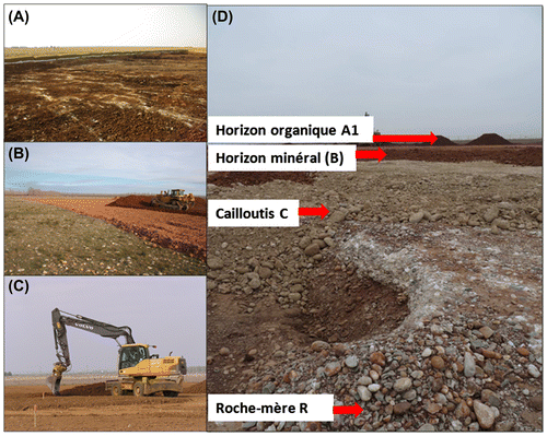 Figure 2. A, Photographie du site où a eu lieu la fuite de pétrole après l’excavation du sol pollué correspondant à la phase de réhabilitation écologique (premier plan) et de la steppe de référence (arrière plan); B, Photographie représentant la collecte du sol dans le site donneur (à droite) et de la steppe intacte (à gauche); C, Photographie représentant le transfert de sol sur le site receveur correspondant à la phase de restauration écologique (arrière plan) et de deux quadrats pour le suivi de la végétation déjà mis en place (premier plan); D, Photographie représentant les principaux horizons pédologiques en cours de transfert (horizon organique A1; horizon minéral (B); cailloutis C) et de la roche mère R.Figure 2. A, View of the site in 2010 where the leak occured and after the excavation of the polluted soil corresponding at the depollution step (forefront); and view of the reference steppe (background); B, collecting of soil in 2011 in the donor site (at right) and the undisturbed steppe (at left); C soil transfer in march 2011 on the receive site (background) and disposition of two quadrats for the vegetation survey (foreground); D, main soil layers being transferred (top soil A1, subsoil (B), altered bedrock C) and the unaltered bedrock.