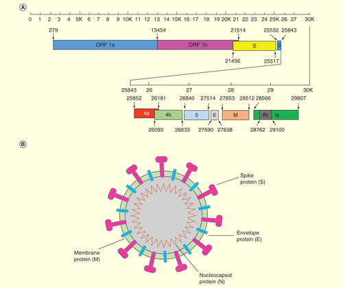 Figure 2. Genomic and schematic diagram of MERS-coronavirus structure. (A) MERS-CoV genomic structure. Viral genes, including ORF 1a, ORF 1b, S, 3, 4a, 4b, 5, E, M, 8b and N (GenBank accession number: JX869059) and their respective lengths, are indicated by rectangular boxes in the scheme. (B) Schematic diagram of MERS-CoV structure. MERS-CoV contains four structural proteins. The S protein is a type I transmembrane glycoprotein displayed on the surface of viral membrane as an oligomer. The E protein is also a transmembrane protein that forms an ion channel on the viral surface. The N protein plays an important role in encapsidating the genomic RNA and interacting with the membrane M protein and other N molecules.