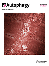 Cover image for Autophagy, Volume 17, Issue 9, 2021