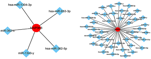 Figure 5. Network of miRnas and their target genes. miRNA-mRNA targeting analysis predicted that 29 mRnas were negatively regulated by miR-1343-3p, in which the mRNA genes of mitogen activated protein kinase kinase kinase 6 (MAP3K6) and membrane matrix metalloproteinase 24 (MMP24) signal pathway closely related to tumor proliferation and migration were significantly down-regulated.