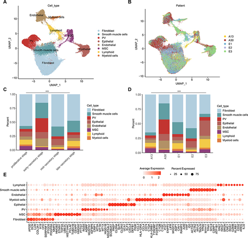 Figure 1 Diversity of cell types in human endometrium delineated by single-cell transcriptomic analysis. (A and B) UMAP projection of cells from 10 human endometrium samples. (A) colored by cell types and (B) colored by patients. (C) The cell fractions of different cell types originating from different phases of menstrual cycle. (D) The cell fractions of different cell types originating from different patients. (E) Bubble plots showing the expression levels of genes highly expressed in corresponding cell types.