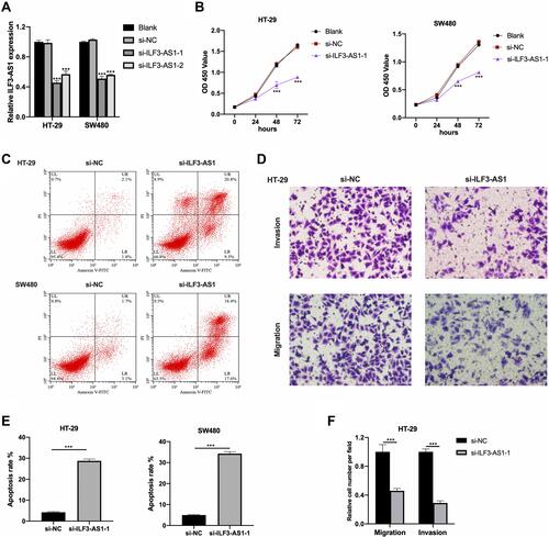 Figure 2 ILF3-AS1 knockdown inhibited cell growth, migration and invasion in COAD cell lines. (A) Transfection efficiency of si-ILF3-AS1s in HT-29 and SW480 cells validated by RT-qPCR. The results of (B) CCK-8 assay and (C) flow cytometry apoptosis assay in HT-29 and SW480 cells, and the results of (D) transwell invasion/migration assay in HT-29 cells after ILF3-AS1 knockdown. (E and F) The statistical results of apoptosis assay and transwell invasion/migration assay were shown as bar plots. ***P<0.001.