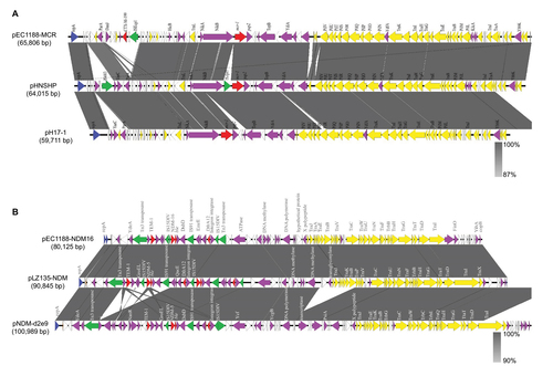 Figure 2 Linear plasmid characterization of NDM-16 and MCR-1-bearing plasmids with closely related plasmids.
