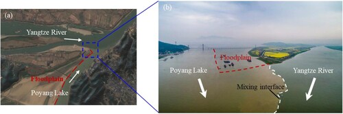 Figure 1 A remote sensing image (a) and a drone image (b) of the confluence between the Yangtze River and the Poyang Lake with a large floodplain located on the internal side of the Poyang Lake outlet channel