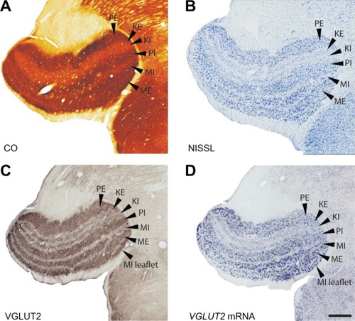 Figure 3 Serial sections through the caudal lateral geniculate nucleus (LGN) stained for (A) cytochrome oxidase (CO), (B) Nissl, (C) VGLUT2 protein and (D) VGLUT2 mRNA. Scale bar is 0.5 mm. Coronal sections, lateral is left.