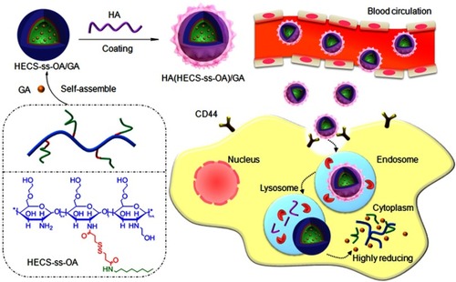 Scheme 1 Schematic design of HECS-ss-OA and the illustration of tumor cytoplasm-selective rapid GA delivery by the HA-coated redox-sensitive HA(HECS-ss-OA)/GA nanoparticles.Abbreviations: HECS-ss-OA, redox-sensitive O, N-hydroxyethyl chitosan−octylamine conjugates; GA, gambogic acid; HA, hyaluronic acid.
