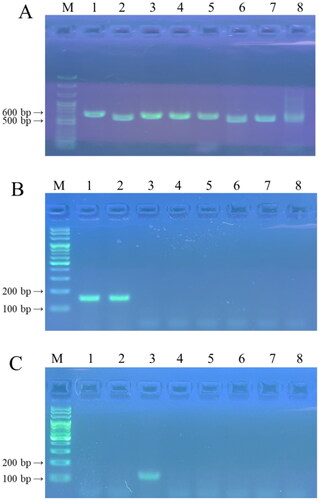 Figure 4. PCR products amplified with ITS1F/ITS4 primers (A), TK-f1/TK-r8 primers (B), and TM-f1/TM-r1 primers (C). Lane 1, Tuber koreanum; lane 2, Tuber borchii; lane 3, Tuber melanosporum; lane 4, Tuber himalayense; lane 5, Tuber indicum; lane 6, Tuber aestivum; lane 7, Tuber magnatum; and lane 8; soil of the experimental site before transplantation; M, SolGent™ 100 bp Plus DNA Ladder.