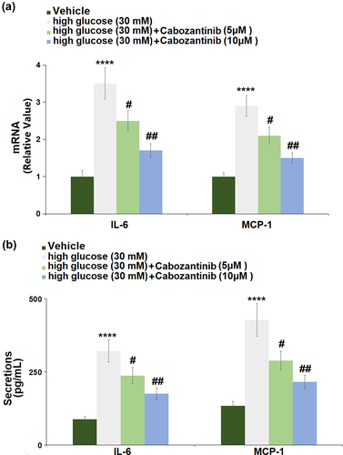 Figure 5. Cabozantinib suppressed the expression of pro-inflammatory mediators against high glucose in hGECs. (a). mRNA of IL-6 and MCP-1; (b). Secretions of IL-6 and MCP-1 (****, P < 0.0001 vs. Vehicle group; #, ##, P < 0.05, 0.01 vs. high glucose group).