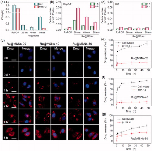 Figure 2. Anticancer activity and the selective cellular uptake of Ru@MSNs in vitro. The drug concentration in all biological studies was calculated as RuPOP by ICP-MS analysis. (a) IC50 for the RuPOP and different-sized Ru@MSNs toward HepG2 tumor cells and L02 normal cells. Cellular uptake of different-sized Ru@MSNs in HepG2 (b) and L02 (c) cells for 4 and 8 h. Cells were treated with 1 μM of different-sized Ru@MSNs and free RuPOP. (d) Localization of the different-sized Ru@MSNs (red) in HepG2 cells. The cells were treated with 1 μM of Ru@MSNs. (e), (f), and (g) in vitro drug release for the different-sized Ru@MSNs in PBS at pH =7.4 and cells lysate. The scale bar is 20 μm. Value represents means ± SD (n = 3).