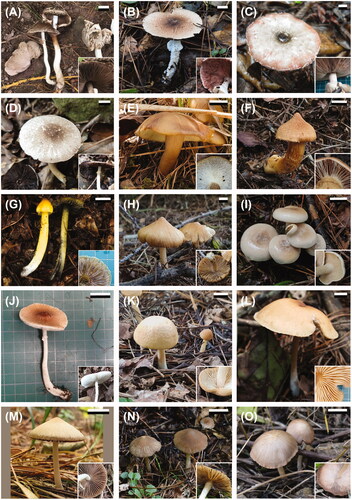 Figure 1. Fruiting bodies of the unrecorded Agaricales species from the Republic of Korea. (A) Agaricus atrodiscus; (B) A. dilatostipes; (C) A. karstomyces; (D) A. xanthodermulus; (E) Calocybe convexa; (F) Cortinarius rubellus; (G) Hygrocybe singeri; (H) Inocybe venustissima; (I) Lepista panaeola; (J) Leucoagaricus subpurpureolilacinus; (K, L) Marasmius macrocystidiosus; (M) Psathyrella amaura; (N) P. squamosa; (O) P. subsingeri.