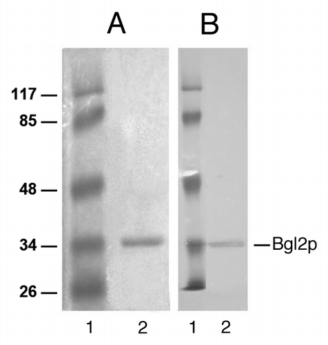Figure 6. Analysis of Bgl2p which was extracted from Saccharomyces cerevisiae cell wall in 100 mM TRIS solution, pH 9.2. (A) SDS-PAGE,Coomassie staining. (B) Western blot analysis. Bgl2p was detected with antibodies. 1. Protein marker. 2. Bgl2p preparation.
