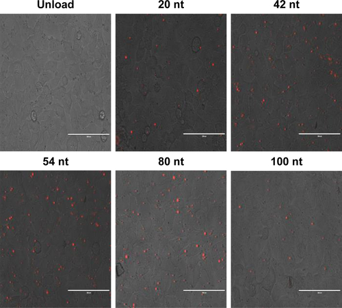 Figure S2 Representative fluorescent microscopy images of the uptake of Texas red-labeled oligonucleotide-MNPs by HeLa cells.Notes: Texas red signals were mainly localized inside the cells. All scale bars are 100 μm.Abbreviations: HApt, human epidermal growth factor receptor 2 aptamer; MNPs, micelle-like nanoparticles; NCApt, negative control aptamer; nt, nucleotide.