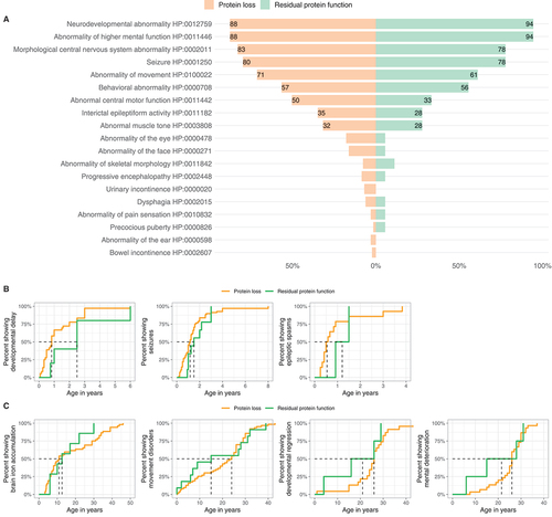 Figure 6. Genotype-phenotype association analysis of WDR45-related NDD. (A) Frequencies of reported Human Phenotype Ontology ancestor terms derived phenotypic features stratified for predicted variant effects (nProtein loss = 129/160, nResidual protein function = 18/116). Frequencies greater than 20% are printed on the respective bars. No significant differences were detected. Statistical testing was done using Pearson’s Chi-squared test or Fisher’s exact test (in case of less than 5 counts per subgroup). (B and C) Age at first report of early and late manifestations stratified by predicted mutational effects. (B). First report of ndevelopmental delay (nProtein loss = 30, nResidual protein function = 4), epileptic seizures (nProtein loss = 68, nResidual protein function = 9) and epileptic spasms (nProtein loss = 14, nResidual protein function = 2). (C). First report of brain iron deposition (nProtein loss = 52, nResidual protein function = 7), movement disorders (nProtein loss = 63, nResidual protein function = 11), developmental regression (nProtein loss = 23, nResidual protein function = 4) and mental deterioration (nProtein loss = 30, nResidual protein function = 4). Age is depicted in years. The median age at presence of specific symptoms is marked by dashed lines. No significant differences were detected. Statistic testing was done using the Mann-Whitney U test.