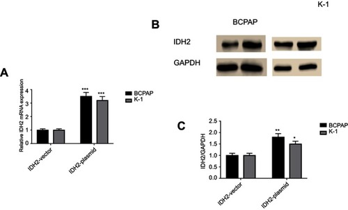 Figure 5 The targeted IDH2-plasmid was able to effectively upregulate IDH2 at mRNA and protein levels in BCPAP and K-1 cell lines.Notes: Quantitative real-time PCR (A) and western blot (B) analysis to detect mRNA and protein expression levels of IDH2. (C) IDH2/GAPDH values of IDH2 overexpression. Values are expressed as mean ± SD of three independent experiments. *p<0.05, **p<0.01, ***p<0.001.