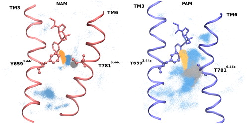 Figure 3. Receptor sidechain positions in NAM and PAM complexes. Distribution of OG1 of T781 (orange), O of Y659 (grey) and water (blue). Direct and water mediated H-bond is characteristic in NAM complex and rare in PAM complex.
