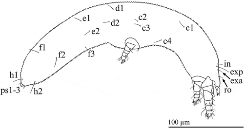 Figure 7. Osperalycus tenerphagus sp. nov. Larva: lateral view.