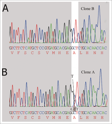 Figure 5. Detection of alanine codon (GCT) change to valine codon (GTT) in mRNA encoding the high chain by DNA sequencing. (A) The clone A has no mutation at the highlighted position, only the expected nucleotide C. (B) Small amount of mutated T (shaded in the trace) is detected along with the wild type nucleotide C.