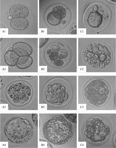 Figure 2.  Morphological images of embryo (×400). A1-A4) normal embryos from control group; B1-B4 and C1-C4) degenerate embryos from the tested groups exposure to sodium molybdate dihydrate at dose 40 µg/ml and 120 µg/ml, respectively. Arabic numerals 1-4: 2-cell, 4-cell, morula and blastocyst stages of embryo development, respectively.