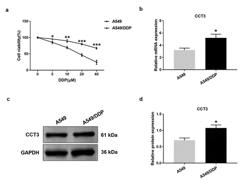 Figure 2. CCT3 expression was significantly up-regulated in A549/DDP cells. (a) Cell viability assay of A549/DDP and A549 cells upon cisplatin (0–40 μM) treatments. *P < 0.05, **P < 0.01 and ***P < 0.001 between A549/DDP cells and A549 cells. (b) Relative CCT3 mRNA expression level in A549 and A549/DDP cells normalized to GAPDH. (c) Western blot analysis of CCT3 in A549 and A549/DDP cells. (d) Relative CCT3 protein level normalized to GAPDH. *P < 0.05 between A549/DDP cells and A549 cells