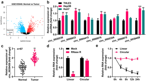 Figure 1. Circ-0039,459 levels in liver tumor cells and tissues. A) Differentially expressed circRNA of liver cancer from the GEO dataset GSE155949. B) Levels of seven circRNAs in THLE-3, Huh7, and Hep3B cells were detected using qRT-PCR. C) circ-0039459 levels in liver cancer and paracancerous tissues were detected using qRT-PCR. D) Expression of linear RNA and circRNA after ribonuclease R treatment was detected using qRT-PCR. E) Expression of linear RNA and circRNA after actinomycin D treatment was detected using qRT-PCR. **P < 0.01.