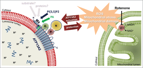 Figure 1. ATP13A2 elicits protective effects against mitochondrial stress. The activity of the mitochondrial complex I (c I), residing on the inner membrane of the mitochondria is inhibited by rotenone. This elevates the production of reactive oxygen species (ROS), inducing mitochondrial stress and mitochondrial damage. Overexpression of the lysosomal P5-type ATPase ATP13A2 elicits a protective effect on the cell against this ROS-induced mitochondrial stress. Protection was shown to depend on the availability of the signaling lipids PA and PI(3,5)P2, which appear to interact with ATP13A2 via its N-terminal membrane-associated region.