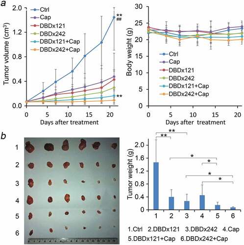 Figure 4. Inhibition of the growth of human pancreatic carcinoma xenograft by DBDx plus capecitabine. (a) Tumor volume and body weight changes during the experiment. DBDx at 121 mg/kg (DBDx121) and 242 mg/kg (DBDx242) and capecitabine at 718.7 mg/kg were used. **P < .01 vs DBDx121, ## P < .01 vs DBDx242; (b) At the end of the experiment, mice were sacrificed. Tumors were photographed and tumor weights were measured. (Dose: mg/kg). *P < .05. Cap, capecitabine.