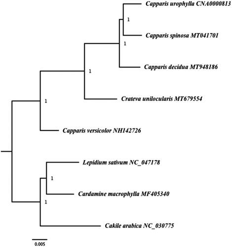Figure 1. Bayesian Inference (BI) phylogenetic tree of two species of Capparis and other species based on complete chloroplast genome sequence. Numbers in the nodes represent posterior probability (PP) values.