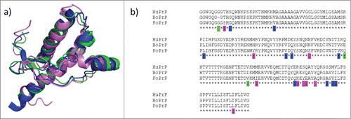 FIGURE 2. Structure and sequence comparisons. (a) Overlaid NMR structures of human, bovine and porcine PrP (blue: HuPrP PDB code 1QM2; green: BoPrP PDB code 1DWY; pink: PoPrP PDB code 1XYQ). (b) Sequence alignment with residues unique for one of the 3 species indicated with color code as in a)