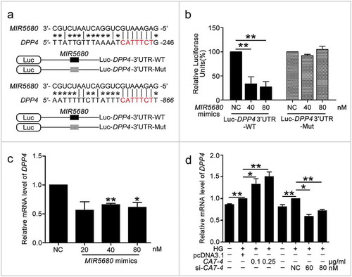 Figure 8. MIR5680 targeted DPP4 and decreased the mRNA level of it. (a) Possible binding sites of MIR5680 in DPP4 3ʹ UTR. (b) Luc-DPP4 3ʹ UTR-WT or Luc-DPP4 3ʹ UTR-Mut plasmids were co-transfected with NC or MIR5680 mimics into HEK293T cells for 24 h. Luciferase activity was determined. (c) After transfection with NC, MIR5680 mimics for 48 h, detecting the mRNA level of DPP4 by qPCR analysis. (d) VECs were treated with HG for 48 h after overexpression or knockdown of CA7-4. qPCR analysis of DPP4 mRNA level. (*, p < 0.05; **, p < 0.01; n = 3.).