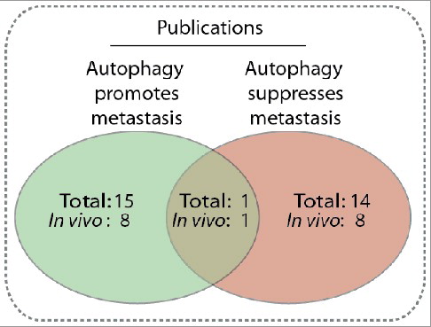 Figure 2. Comparison of publications reporting autophagy is a metastasis promoting [Citation27,Citation28,Citation32,Citation59,Citation83,Citation92,Citation109,Citation125,Citation166,Citation205–210] or suppressing [Citation35,Citation72,Citation75,Citation76,Citation79,Citation93,Citation167,Citation169, Citation170,Citation211–215] mechanism, or both [Citation199]. The number of papers that include an in vivo mouse model is also included. Only publications explicitly reporting whether autophagy promotes or suppresses migration or metastasis were included.