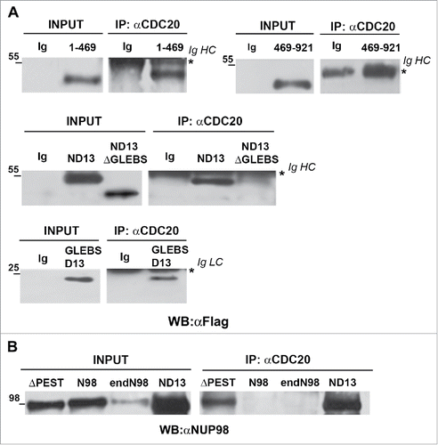 Figure 2. The NUP98 GLEBS-like domain is required for interaction with the APC/CCdc20. HEK293 were transfected with expression constructs for NUP98, NUP98-HOXD13, NUP98(1–469), NUP98(469–920), NUP98-HOXD13ΔGLEBS (ND13ΔGLEBS), NUP98ΔPEST (ΔPEST), and GLEBSD13. Mitotic extracts were obtained from nocodazole-treated cells and were subjected to immunoprecipitation (IP) with the indicated antibodies. Anti-IgG (Ig) was used as a negative control. Immunoprecipitated proteins were revealed by immunoblot analysis (WB) with an anti-Flag antibody (αFlag) in A), or with an anti-NUP98 antibody (αNUP98) in B). IgHC and IgLC, immunoglobulin heavy and light chains, respectively.