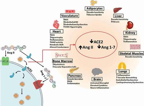 Figure 1. Loss of ACE2 action during SARS-CoV-2 infection drives multiple pathologies in multiple organs. ACE2, angiotensin-converting enzyme 2; Ang, angiotensin; AT1R, angiotensin II type 1 receptor; MasR, Mas receptor, MMP, matrix metalloproteinase; NO, nitrous oxide; ROS, reactive oxygen species; SARS-CoV-2, severe acute respiratory syndrome-coronavirus 2. Figure reproduced with permission from: M. Gheblawi, K. Wang, A. Viveiros, et al. Angiotensin-converting enzyme 2: SARS-CoV-2 receptor and regulator of the renin-angiotensin system celebrating the 20th anniversary of the discovery of ACE2, Circ. Res. 126 (2020) 1456–1474 [Citation23]. Copyright 2020, Wolters Kluwer Health