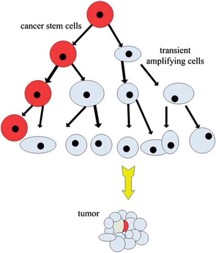 Figure 1. The division model of CSCs: the CSC divide to produce two daughter cells, including an equal one with the self-renewal capacity and a differentiated one responsible for bulk of cells division termed transient amplifying cells. In this process, the transient amplifying cells undergo genetic changes and epigenetic alterations that make it more tissue-specific but shorter lifespan.