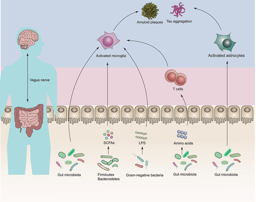 Figure 2. Mechanistic insights of gut microbiota in Alzheimer’s disease (AD) development.