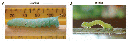 Figure 1 Two dominant modes of locomotion in caterpillars: crawling and inching. Some caterpillars with selective proleg reduction develop unique intermediate inch-crawl gaits which will be reported later in a full research article.