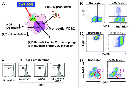 Figure 1. Effect of CpG ODN on tumor associated MDSC. (A) Monocytic MDSC express TLR9 and respond to CpG stimulation by (1) producing IL-12, (2) differentiating into M1 macrophages, (3) reducing the number of mMDSC at the tumor site and (4) losing their ability to suppress T cell function. (B) MDSC were cultured with CpG ODN for 8 h and analyzed for the expression of Gr-1 and intracytoplasmic IL-12. Note that IL-12 was produced by the Gr-1int population of mMDSC but not the Gr-1hi population of granulocytic MDSC. (C) mMDSC were cultured with CpG ODN for 48 h and analyzed for the expression of the MDSC marker Ly6c and the macrophage marker F4/80. Note that CpG stimulation decreased the expression of Ly6c while increasing the expression of F4/80. (D) CT26 colon cancer bearing mice were injected intra-tumorally with CpG ODN. Three days later, the number of tumor-infiltrating CD11b+ Ly6c+ mMDSC had fallen significantly. (E) Purified mMDSC were treated with CpG ODN and then cultured with CFSE labeled CD8+ HA-specific Tg T cells in the presence of HA peptide. CD8 T cell proliferation was monitored by CFSE dilution. Note that CpG treatment inhibited the suppressive activity of the MDSC.