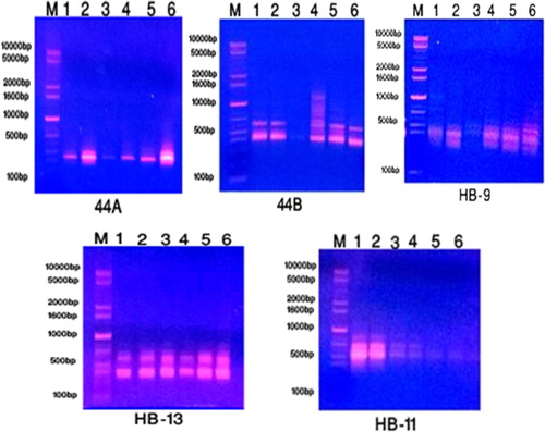 Figure 5. The amplification profile of five ISSR primers for six studied taxa of Plantago species in KSA. 1: P. albicans. 2: P. ciliata. 3: P. amplexicaulis. 4: P. lanceolata. 5: P. psammophilia. 6: P. ovata.