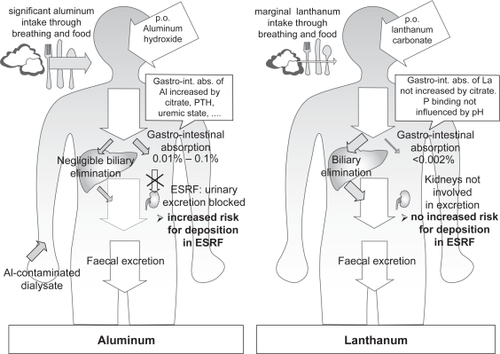Figure 1 Comparison of the pharmacokinetics of aluminium and lanthanum. In contrast to aluminium, there is no increased deposition of lanthanum in CKD compared to patients with normal renal function, as the fraction of lanthanum absorbed in the gut is much lower, and lanthanum elimination is independent of renal function as it is mainly eliminated via the bile. Adapted with permission from Persy VP et al. Semin Dial. 2006;19(3):195–199.Citation59 Copyright © 2006 Blackwell Publishing.