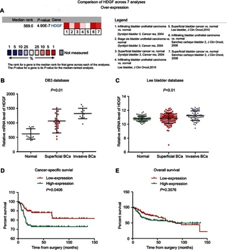 Figure 1 Expression of HDGF is higher in BCa tissue and appears to be closely related to muscle invasion and CCS (All the data from ONCOMINE database). (A) Meta-analysis of the HDGF mRNA expression between the BCa and normal urothelial tissue (p<0.001). (B and C) HDGF expression is elevated in MIBC compared to NMIBC and normal tissues according to DB3 and Lee Bladder databases (p<0.01). (D and E) The Kaplan-Meier analysis indicates overexpression of HDGF predicts poor CCS but not OS using Lee Bladder database.Abbreviations: HDGF, Hepatoma-derived growth factor; BCa, Bladder cancer; CCS, Cancer-specific survival; OS, Overall survival.