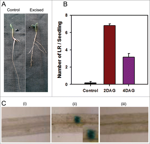 Figure 1. Excision induced lateral root formation in tomato. (A) The root tips were excised from the seedlings at 4 DAG and seedlings were photographed at 7 DAG. (B) The root tips were excised either at 2 DAG or 4 DAG and number of lateral LRF was counted at 7 DAG. The control refers to intact seedlings. (n ≥ 10 ± SE) (C) The root tips were excised at 2 DAG from DR5::GUS transgenic seedlings. The roots were stained for GUS activity 24 h post-excision. (i) Intact roots at 2 DAG (ii) Root tip-excised roots after 24 h (iii) Intact seedling root at 3 DAG.