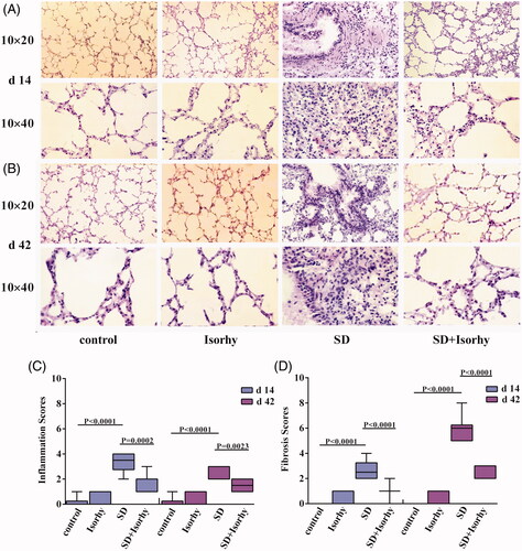 Figure 2. Isorhy ameliorates silicon dioxide-induced pulmonary inflammation and fibrosis in mice. (A, B) The low (10 × 20) and high magnification (10 × 40) images of the tissues, demonstrating the changes in tissue structure and cellular morphology by 14 and 42 days, respectively. (C, D) The inflammation scores and fibrosis scores at different time points. Data presented are mean ± SEM of five mice per group.