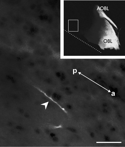 Figure 5. Horizontal section of the brain of an adult sample after DiI application to the cut end(in proximity of the olfactory mucosa) of the olfactory/vomeronasal nerve complex showing a solitary stained fiber (arrowhead) bypassing the olfactory bulbs and terminating in the medial septal area. The sample was kept for 13 months in PFA 4% at 4°C. Note that the bright staining of the main (OBL) and accessory (AOBL) olfactory bulbs is similar to that of samples in which the tracer transport time was 4–5 weeks. The vertical dotted line represents the midline. The image is oriented along the anteroposterior axis (a: anterior, p: posterior). Scale bar = 200 µm