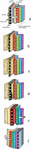 Figure 10. (Colour online) Schematic representation of the way in which a helicoidal pattern of microtubules in the cortex of the cytoplasm directs a corresponding helicoidal pattern of microfibrils in the secondary cell wall. In this figure, the various layers of microtubules and microfibrils have been drawn like pages of an open book. This was to enable the orientations within each layer to be shown. It is intended to show how the sequence of microtubule layers is read, and the corresponding sequence of microfibril layers is created. It is not intended to portray the actual three-dimensional structure of the system at any stage