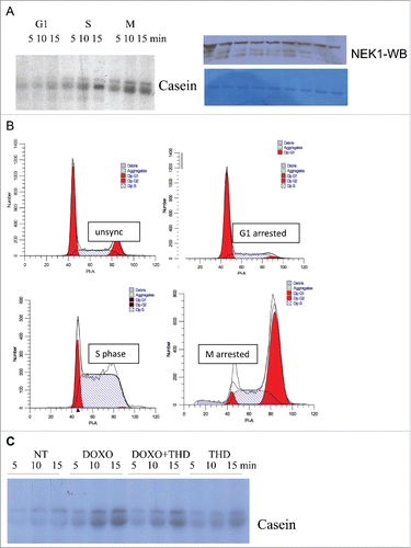 Figure 5. (A and B). The activity of NEK1 is cell cycle regulated. DU145 cells were arrested enriched in G1/S with HU, synchronously released in S after washing with fresh medium, and then arrested in M with nocodazole (see panel B). Cell extracts from equal cell numbers were prepared and NEK1 was isolated by IP (see methods) and tested for activity using β-casein as the substrate (panel A). C) The activity of NEK1 increases following addition of doxorubicin, but reduced by concomitant addition of THD. Cells were treated as described in Methods, and NEK1 was IP'd and tested for activity in vitro using β-casein.