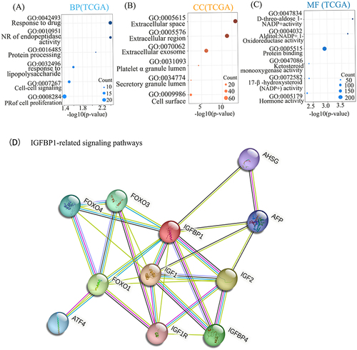 Figure 3 Gene ontology (GO) enrichment and proteome interaction analysis were performed on IGFBP1-related genes. (A–C), The biological processes (BP) accomplished by IGFPBP1 and other molecular activities were mainly the number of genes enriched most in Response to drug and cell proliferation. Regarding cellular components (CC) the Extracellular space in which IGFPBP1 gene products may reside when performing their functions. The activity of the IGFBP1 gene product complex at Molecular Function (MF) is the largest number of proteins associated with Protein binding. Negative regulation (NR), Positive regulation (PR). (D) The thickness of the lines of connection between the spheres represents the credibility of the evidence for interaction between the proteins.