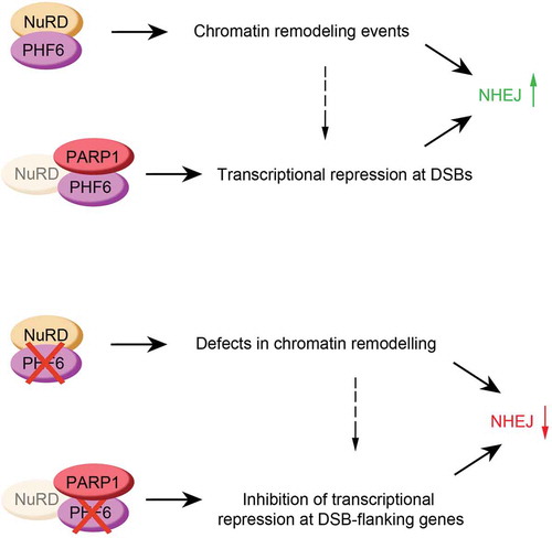 Figure 3. Graphical explanation of how PHF6 could control NHEJ (top panel), and the effect of PHF6 knock out on this process (bottom panel). See text for details.